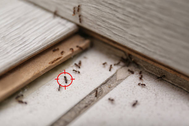 Best Mosquito Control Services  in , IL