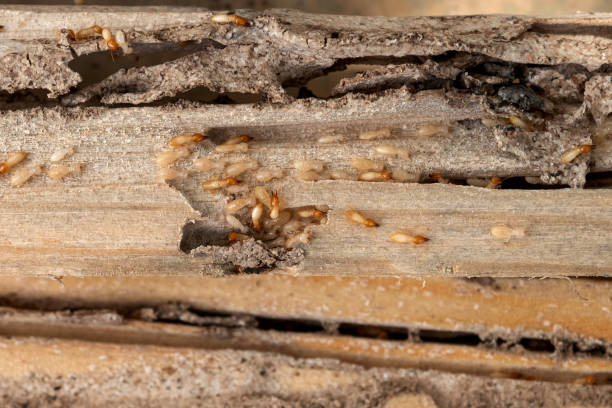 Best Exterminator Services  in , IL